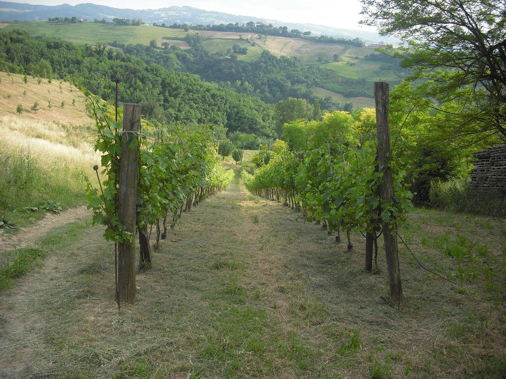 Agriturismo Biologico Villa Rosa Monte Guiduccio Экстерьер фото